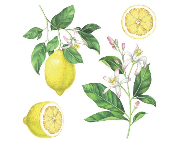 Lemons αυτοκόλλητα τοίχου βινυλίου (54122) 