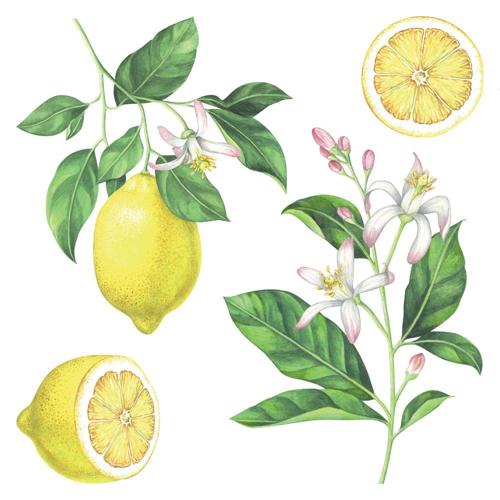 Lemons αυτοκόλλητα τοίχου βινυλίου (54122)