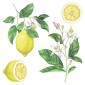 Lemons αυτοκόλλητα τοίχου βινυλίου (54122)