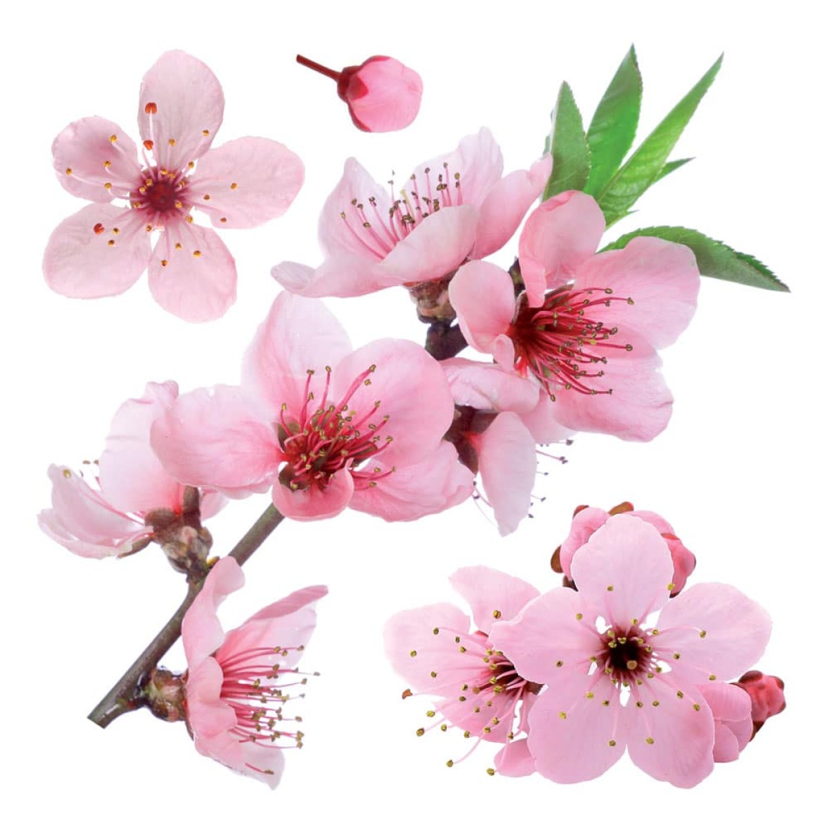 Cherry Blossom αυτοκόλλητα τοίχου βινυλίου