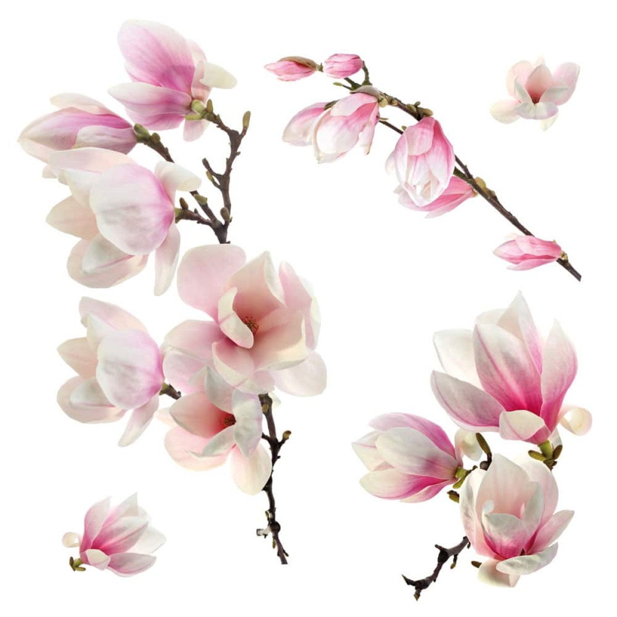 Magnolia αυτοκόλλητα βινυλίου για τζάμι
