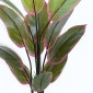 Διακοσμητικό φυτό σε γλάστρα Calathea Inart πράσινο Φ68x120εκ